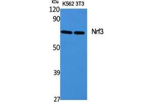 Western Blot (WB) analysis of specific cells using Nrf3 Polyclonal Antibody. (NFE2L3 antibody  (Internal Region))