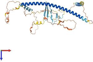 Multicilin Protein (AA 1-385) (His tag)