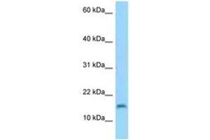 Image no. 1 for anti-Chromosome 3 Open Reading Frame 22 (C3orf22) (AA 50-99) antibody (ABIN6748209) (C3orf22 antibody  (AA 50-99))