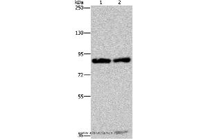 Western blot analysis of Raji and K562 cell, using MRE11A Polyclonal Antibody at dilution of 1:500 (Mre11 antibody)