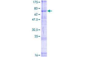 RFT1 Protein (AA 1-541) (GST tag)