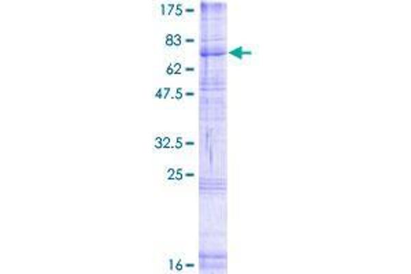 RFT1 Protein (AA 1-541) (GST tag)