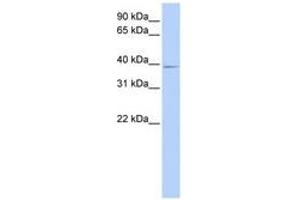 Image no. 1 for anti-Chromosome 18 Open Reading Frame 25 (C18ORF25) (AA 216-265) antibody (ABIN6741113) (C18ORF25 antibody  (AA 216-265))