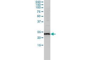 RAB11A antibody  (AA 1-216)