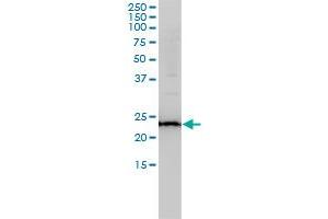 RAB11A monoclonal antibody (M01), clone 1F7-2A8 Western Blot analysis of RAB11A expression in K-562 .