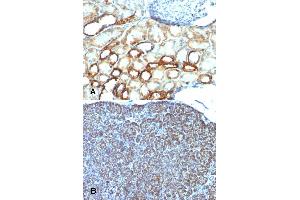Immunohistochemical staining (Formalin-fixed paraffin-embedded sections) of (A) human tonsil and (B) human pancreas with Mitochondria monoclonal antibody, clone AE-1 .