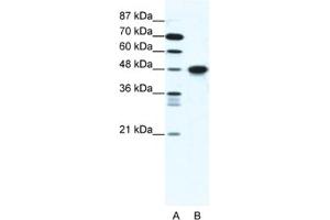 Western Blotting (WB) image for anti-Enolase 1 (ENO1) antibody (ABIN2461629) (ENO1 antibody)