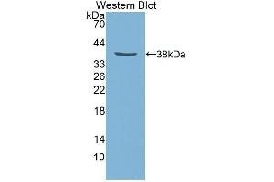 Western Blotting (WB) image for anti-Insulin-Like Growth Factor 1 (IGF1) (AA 48-118) antibody (ABIN1078198) (IGF1 antibody  (AA 48-118))