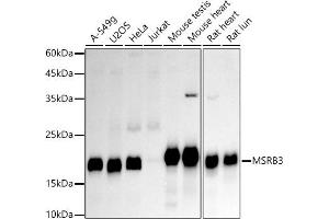 Western blot analysis of extracts of various cell lines, using MSRB3 antibody (ABIN7268488) at 1:1000 dilution. (MSRB3 antibody)