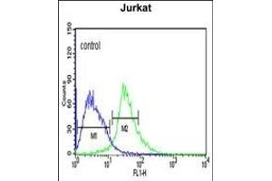 TRIM50 Antibody (C-term) (ABIN651824 and ABIN2840415) flow cytometric analysis of Jurkat cells (right histogram) compared to a negative control cell (left histogram).