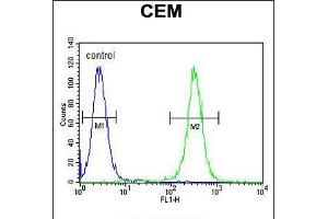 Flow cytometric analysis of CEM cells (right histogram) compared to a negative control cell (left histogram). (MNDA antibody  (N-Term))