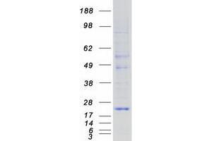KDELR1 Protein (Myc-DYKDDDDK Tag)