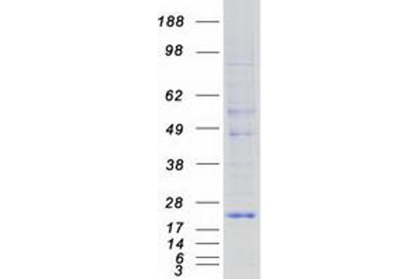 KDELR1 Protein (Myc-DYKDDDDK Tag)
