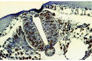 Immunohistochemistry of paraffin-embedded sections (chick embryo) Immunohistochemistry staining of bromodeoxyuridine-labeled cells (chick embryo; paraffin-embedded sections) with anti-5-bromodeoxyuridine (BrdU antibody)