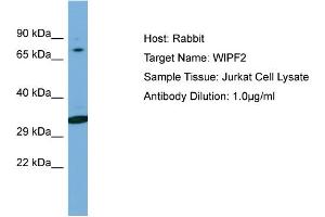 Host: Rabbit Target Name: WIPF2 Sample Type: Jurkat Whole Cell lysates Antibody Dilution: 1. (WIPF2 antibody  (C-Term))