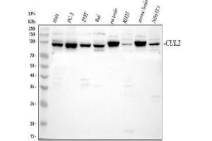 Western blot analysis of CUL2 using anti-CUL2 antibody (ABIN6719399).