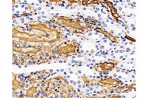 Immunohistochemistry analysis of paraffin-embedded Rat kidney using AQP1 Polyclonal Antibody at dilution of 1:400. (Aquaporin 1 antibody)