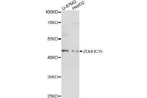 Western blot analysis of extracts of various cell lines, using ZDHHC15 antibody (ABIN6292571) at 1:1000 dilution. (ZDHHC15 antibody)