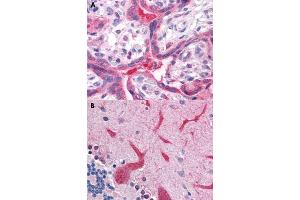 Immunohistochemical staining of human placenta (A) and human brain, cerebellum (B) with QSOX2 polyclonal antibody . (QSOX2 antibody  (C-Term))