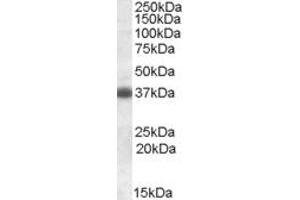 ABIN308436 (0. (Clusterin antibody  (C-Term))