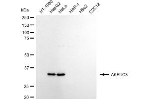 Western blotting analysis using AKR1C3 antibody (ABIN7797571).