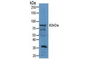 Western blot analysis of Mouse Testis Tissue. (SIRT1 antibody  (AA 244-498))