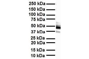WB Suggested Anti-FOXA1 antibody Titration: 1 ug/mL Sample Type: Human heart (FOXA1 antibody  (C-Term))