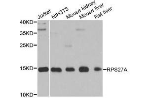 Western blot analysis of extracts of various cell lines, using RPS27A antibody (ABIN5971059) at 1/1000 dilution.