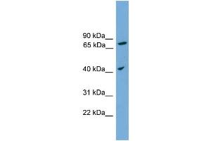 WB Suggested Anti-UNQ1887 Antibody Titration: 0. (UNQ1887 (Middle Region) antibody)