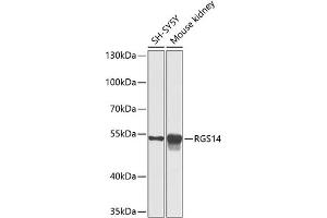 Western blot analysis of extracts of various cell lines, using RGS14 antibody (ABIN6130669, ABIN6146917, ABIN6146918 and ABIN6225301) at 1:1000 dilution. (RGS14 antibody  (AA 230-510))