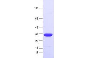 Validation with Western Blot (mBanana Fluorescent Protein protein (His tag))