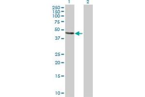 Western Blot analysis of ATP4B expression in transfected 293T cell line by ATP4B MaxPab polyclonal antibody. (ATP4b antibody  (AA 1-291))