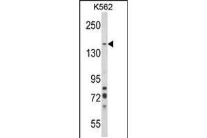 Western blot analysis of SORCS1 Antibody in K562 cell line lysates (35ug/lane)