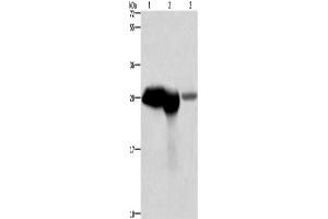 Western Blotting (WB) image for anti-Calbindin (CALB1) antibody (ABIN2423033) (CALB1 antibody)