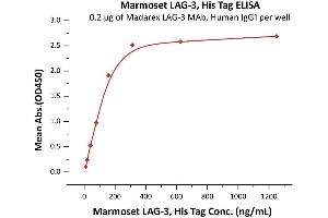 Immobilized Madarex LAG-3 MAb, Human IgG1 at 2 μg/mL (100 μL/well) can bind Marmoset LAG-3, His Tag (ABIN5954963,ABIN6809977) with a linear range of 10-156 ng/mL (QC tested). (LAG3 Protein (AA 18-449) (His tag))