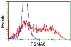 Image no. 3 for anti-Proteasome Subunit alpha 6 (PSMA6) antibody (ABIN1500467) (PSMA6 antibody)