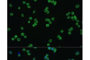 Immunofluorescence analysis of Raw264. (LZTR1 antibody)