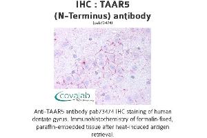 Image no. 1 for anti-Trace Amine Associated Receptor 5 (TAAR5) (Extracellular Domain), (N-Term) antibody (ABIN1739862) (TAAR5 antibody  (Extracellular Domain, N-Term))