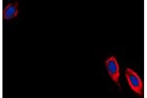 Immunofluorescent analysis of Ephrin B3 staining in NIH3T3 cells. (Ephrin B3 antibody  (C-Term))