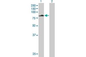Western Blot analysis of HOOK3 expression in transfected 293T cell line by HOOK3 MaxPab polyclonal antibody. (HOOK3 antibody  (AA 1-718))