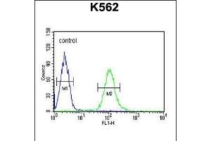 UBAC1 Antibody (C-term) (ABIN651546 and ABIN2840294) flow cytometric analysis of K562 cells (right histogram) compared to a negative control cell (left histogram). (UBAC1 antibody  (C-Term))