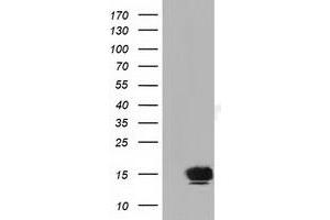Western Blotting (WB) image for anti-Follicle Stimulating Hormone, beta Polypeptide (FSHB) antibody (ABIN1498319) (FSHB antibody)