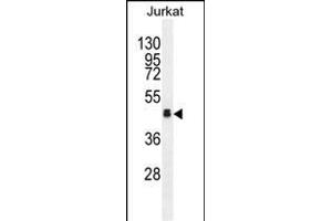 OR4N4 Antibody (N-term) (ABIN655423 and ABIN2844961) western blot analysis in Jurkat cell line lysates (35 μg/lane). (OR4N4 antibody  (N-Term))