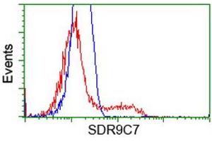HEK293T cells transfected with either RC210941 overexpress plasmid (Red) or empty vector control plasmid (Blue) were immunostained by anti-SDR9C7 antibody (ABIN2453634), and then analyzed by flow cytometry. (SDR9C7 antibody)