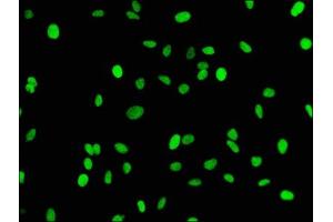 Immunofluorescence (IF) image for anti-Histone Cluster 1, H3a (HIST1H3A) (H3K18me) antibody (ABIN7127300)