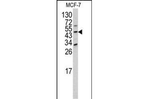 Western blot analysis of DOM3Z antibody (N-term Y88) (ABIN390574 and ABIN2840900) in MCF-7 cell line lysates (35 μg/lane). (DOM3Z antibody  (N-Term))