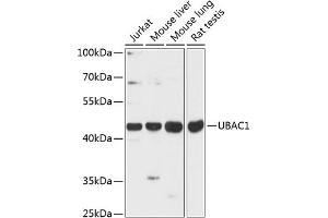 Western blot analysis of extracts of various cell lines, using UB antibody (ABIN6133006, ABIN6149772, ABIN6149773 and ABIN6216923) at 1:3000 dilution. (UBAC1 antibody  (AA 176-405))
