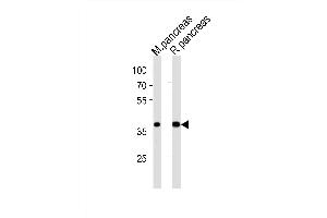 Western blot analysis of lysates from mouse pancreas and rat pancreas tissue (from left to right), using PDX1 Antibody (N-term) (ABIN6242402 and ABIN6577733). (PDX1 antibody  (N-Term))