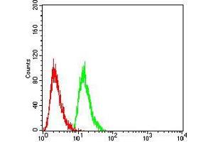 Flow cytometric analysis of Hela cells using RAN mouse mAb (green) and negative control (red). (RAN antibody  (AA 1-216))