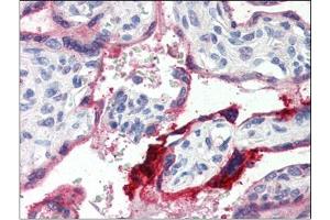 Human Placenta (formalin-fixed, paraffin-embedded) stained with ANXA1at 4 µg/ml followed by biotinylated anti-goat IgG secondary antibody, alkaline phosphatase-streptavidin and chromogen. (Annexin a1 antibody  (C-Term))